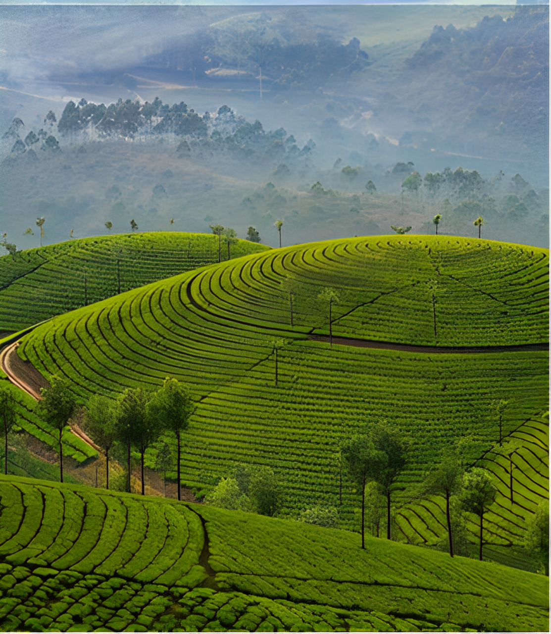 Tea Gardens
